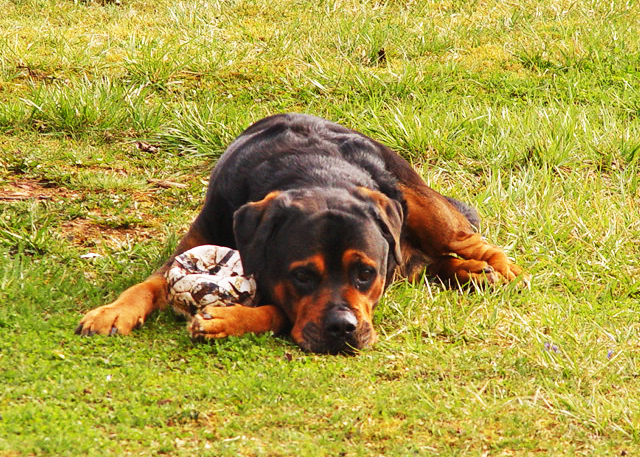 Amaru mit seinem Lieblingsspielzeug