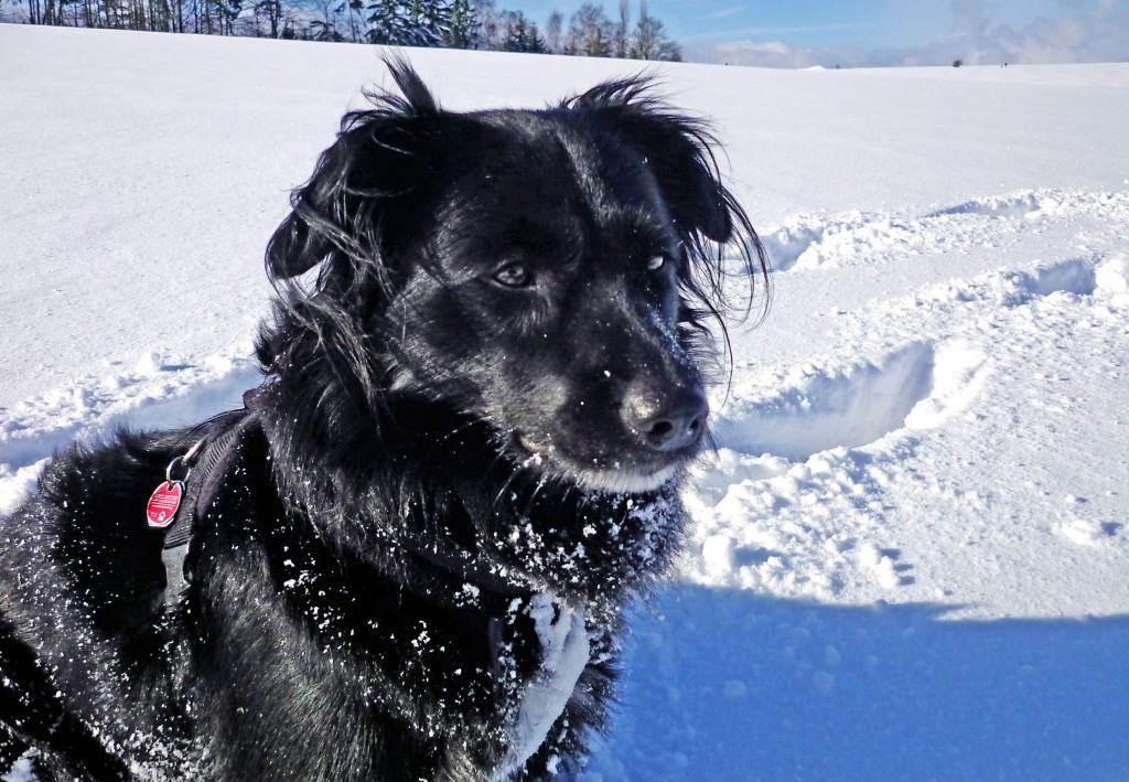 Romeo, der Schneehase