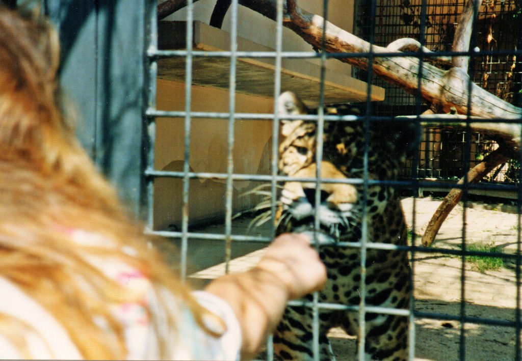 Gepard im Zoo Karlsruhe - Liebe auf den ersten Blick
